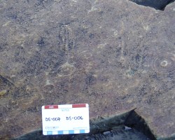 SU Alumnus Studies Ediacaran Fossils