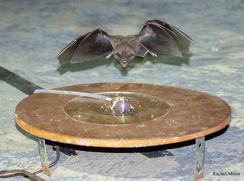 Bat approaches robotic frog