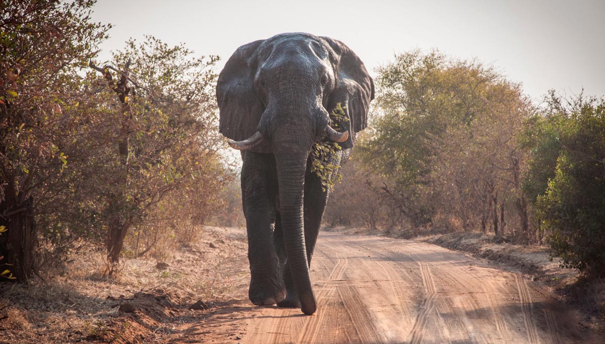 Elephant photo