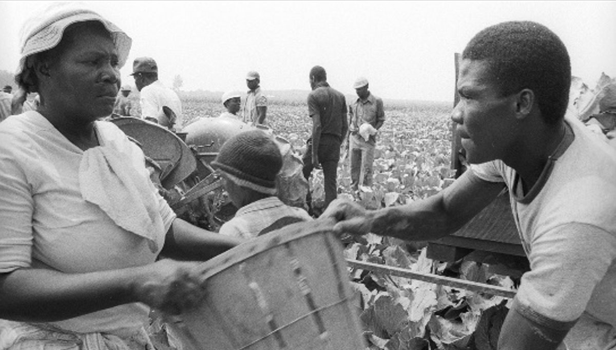 Haitian Migrant Farmworkers 