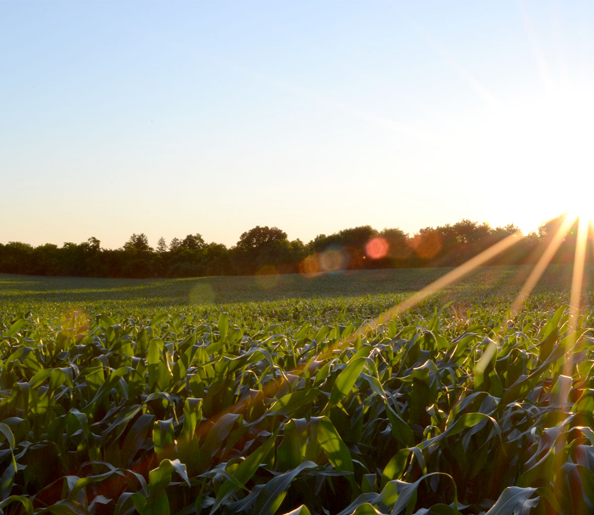 Sunset on a Farm