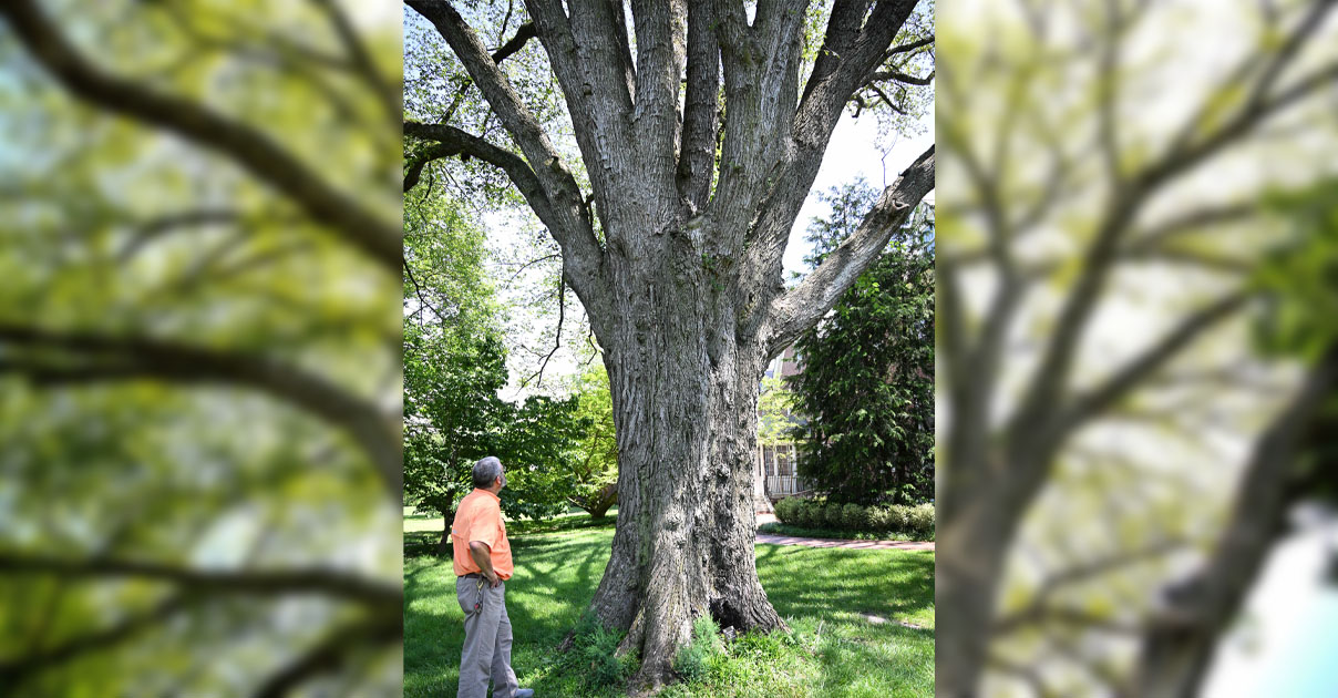 Maryland Big Tree Program Registers Twelve Champions on SU's Campus